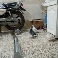 5 تا کبوتر درجه یک
