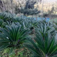 سیکاس فروشی ۲ میلیون