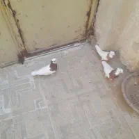 ۸عددطوقی باهم