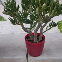 با اینها یه بهشت کوچولو تو خونه برا خودت بساز|گل و گیاه طبیعی|شاهینشهر, مخابرات (شهید بهشتی)|دیوار