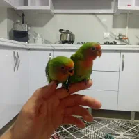 پرنده|پرنده|الوند, |دیوار