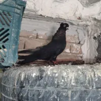 صرب|پرنده|ملکان, |دیوار