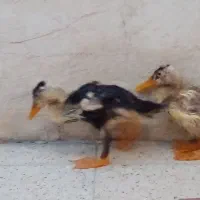 اردک