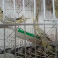 ۳ عدد طوطی عروس هلندی سالم وسرحال بدون مریضی|پرنده|بابل, |دیوار