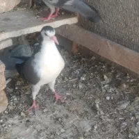 کفتردمگیردوبحر،سیاپشت