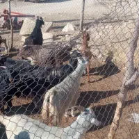 بز آبستن گرم