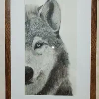 نقاشی سیاه قلم گرگ