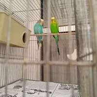 جفت مرغ نر و ماده + قفس|پرنده|کرج, بنیاد|دیوار