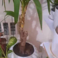 درختچه یوکا سرامیکی و گل سینگونیم|گل و گیاه طبیعی|تهران, مهرآباد جنوبی|دیوار