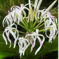 گل اشک ملکه در سایز های متفاوت