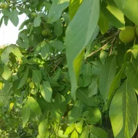 ۴۰۰۰ مترمربع گلخانه و باغ-ویلا جنب اتوبان خرم‌آباد|فروش دفتر صنعتی، کشاورزی، تجاری|الشتر, |دیوار