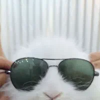 خرگوش نژاد لوپ