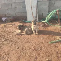 سگ سرابی واگذاری|سگ|تبریز, |دیوار