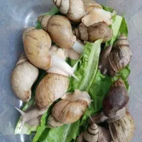 حلزون|خزنده|شیراز, پودنک|دیوار