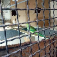 طوطی ملنگو|پرنده|گنبد کاووس, |دیوار