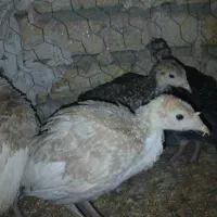 بوقلمون بومی اصل