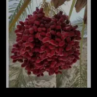سلاماجاره ۲۷۰عدخوشهخرمادراسفیکانبم