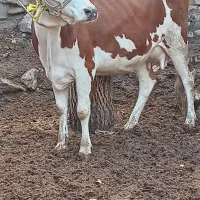 گاو گوساله ماده سیمیتال 12کیلوشیر