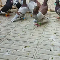 کفتر یا کبوتر