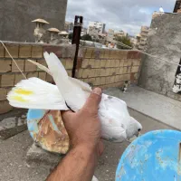 نر گم شده