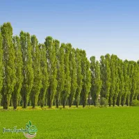 تولید نهال صنوبر تبریزی
