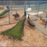 انواع نژاد های طاووس در سنین مختلف