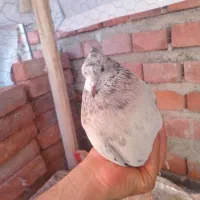 کبوتر|پرنده|نقده, |دیوار