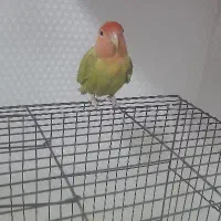 پرنده زینتی عروس و طوطی برزیلی