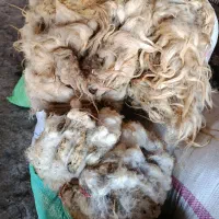 پشم گوسفند