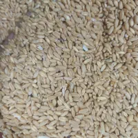 ۴تن گندم دیم برداشت امسال