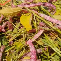 خریدار کاه لوبیا کاه عدس