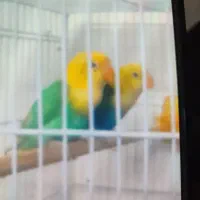 گوشی ساده|موبایل|مشهد, شهرک مهرگان|دیوار