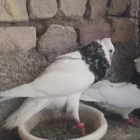 یک جفت طوقی سرور