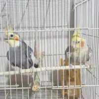 عروس هلندی|پرنده|مشهد, نیزه|دیوار