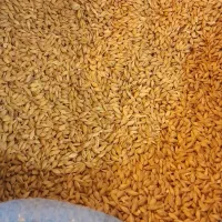 ۳۰۰ کیلو جو فروشی