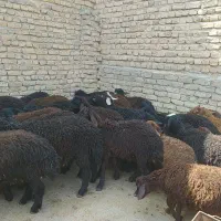 بره پای پروار افشاری درجه یک