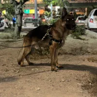 سگ ژرمن