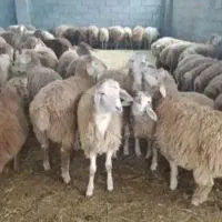 دشت مغان به شرط گوشت کاملا اقتصادی گوسفند زنده|حیوانات مزرعه|تهران, نیروی هوایی (پیروزی)|دیوار
