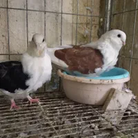 کبوتر زینتی چاینیز|پرنده|تهران, اکباتان|دیوار