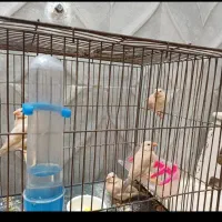 جوجه فنچ نرگسی شکلاتی