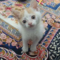 گمشده دیروز حوالی میدون 9دی