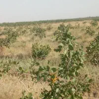 فروش زمین  با نهال پسته|فروش زمین و ملک کلنگی|تربت‌حیدریه, پائین ولایت|دیوار