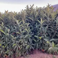 نهال و سرو ناز شیراز و نخل|گل و گیاه طبیعی|اصفهان, سرشبادران|دیوار