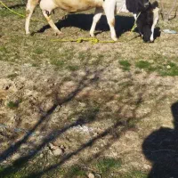 گوساله مونت بیلیارد شیری جوان 16 روز مانده زایمان