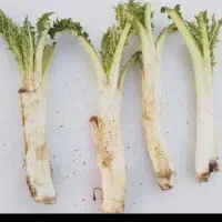 کنگر درجه یک تروتمیز