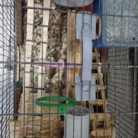 دوعددهمستر|موش و خرگوش|کرمان, |دیوار