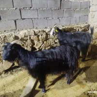 دو عدد بز ابستن|حیوانات مزرعه|اندیکا, |دیوار