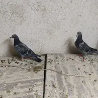 کفتر|پرنده|مشهد, عیدگاه|دیوار