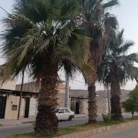 نخل تنه دار بزرگ از یک متر تا ده متر|خدمات باغبانی و درختکاری|کاشان, بازار کاشان|دیوار