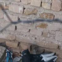 یه عددذیل دم سفیدماده درشت|پرنده|محمدیه-قزوین, |دیوار